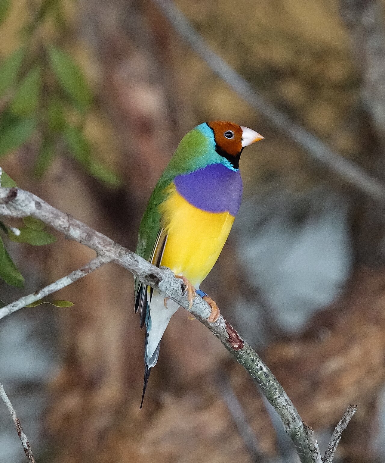 Colourful tropical bird at Wildlife Habitat Port Douglas